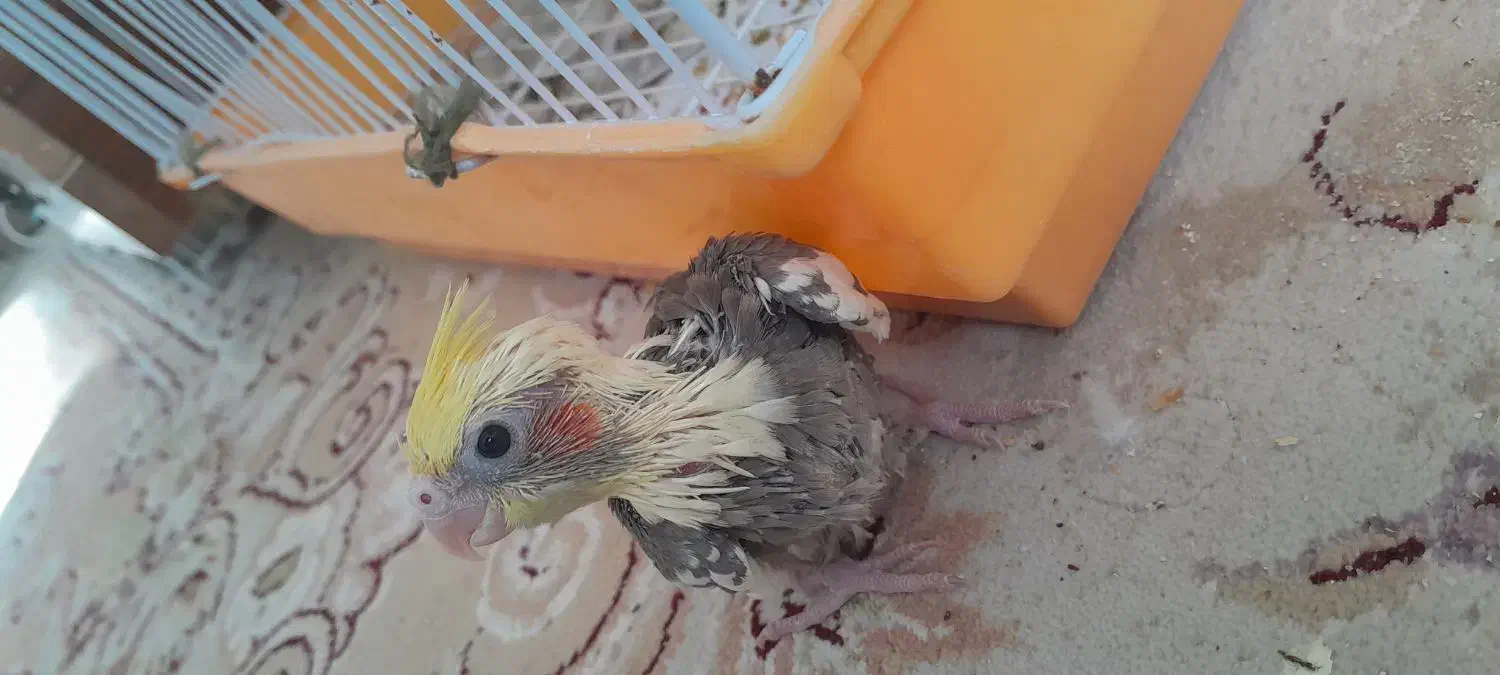 عروس هلندی ابلغ ۳۰روزه|پرنده|بجنورد, |دیوار