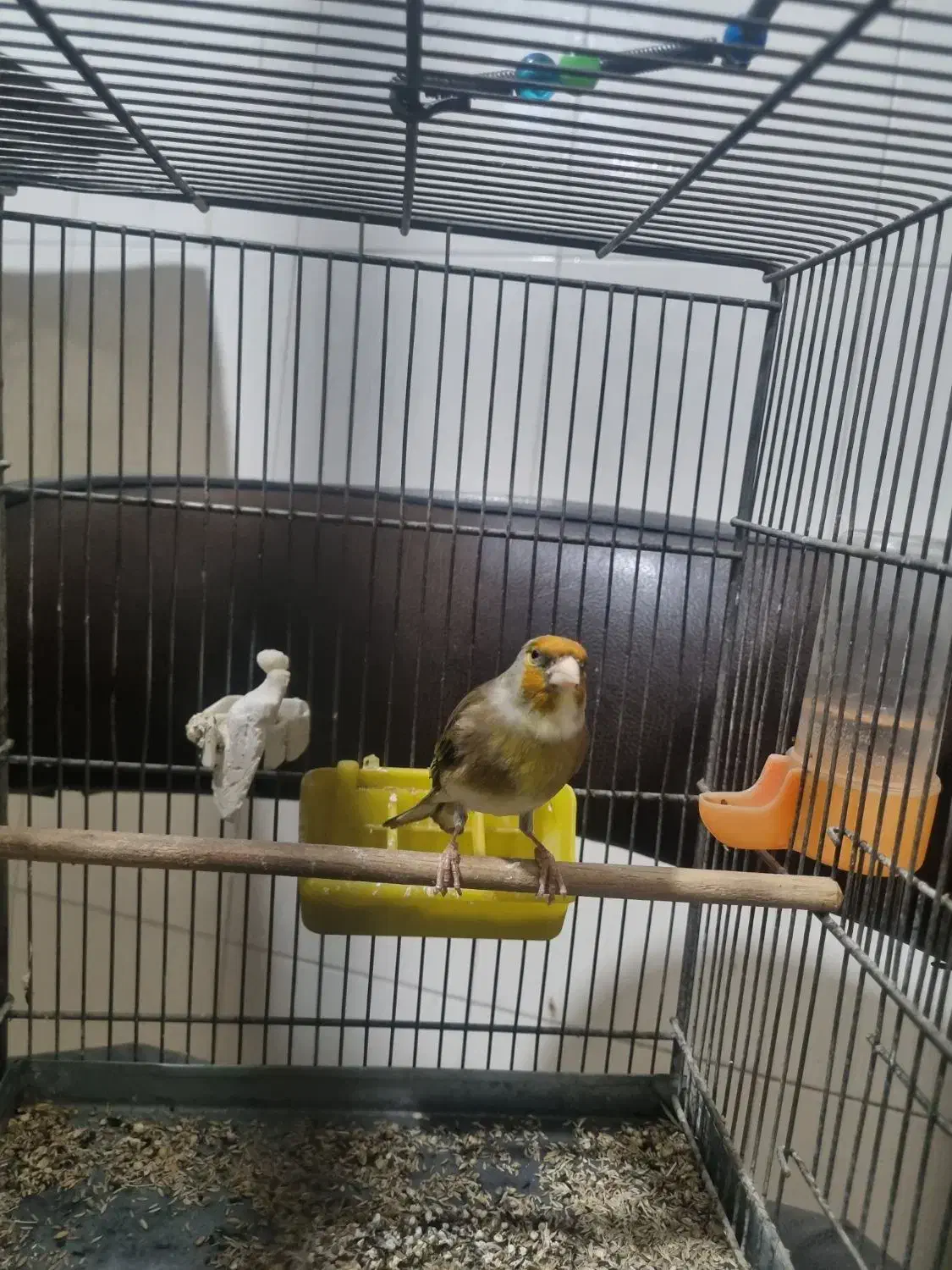 سهره قناری|پرنده|همدان, |دیوار