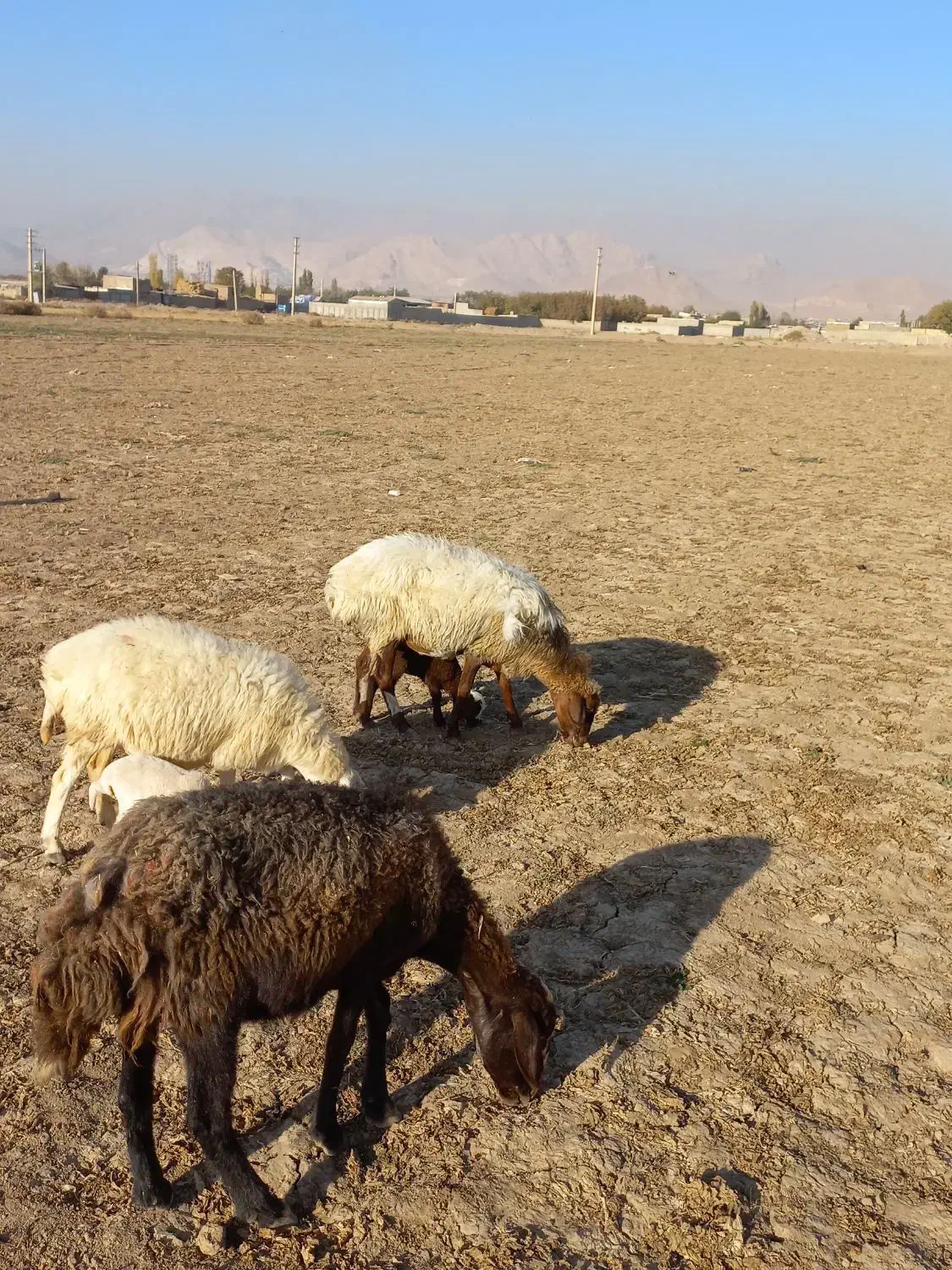 میش با بره جوان.گوسفند.بز|حیوانات مزرعه|کرج, کمال‌شهر|دیوار