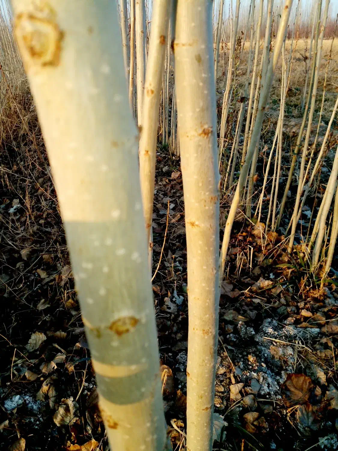 کبود و صنوبر|گل و گیاه طبیعی|میاندوآب, |دیوار