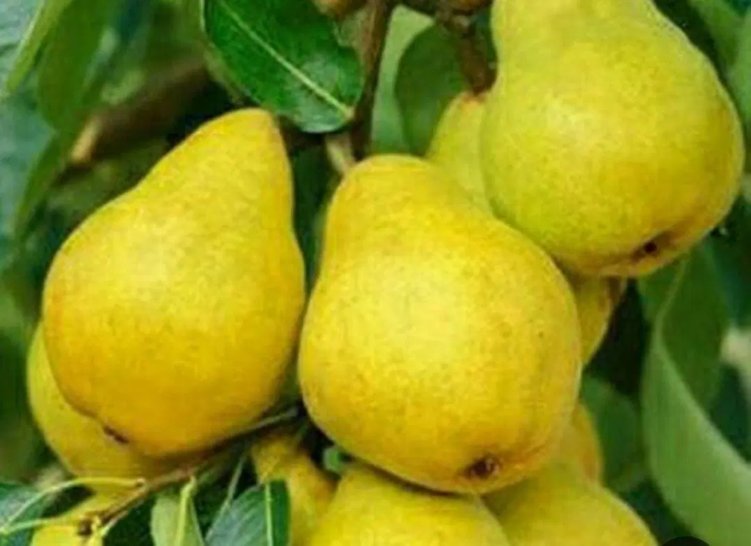 نهال گلابی پیوندی با رشد سریع|خدمات باغبانی و درختکاری|شیراز, حومه شیراز|دیوار