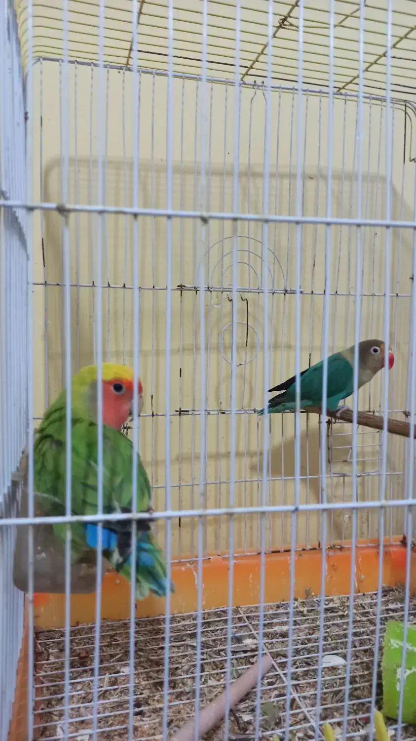 پرنده|پرنده|اهواز, معین زاده|دیوار