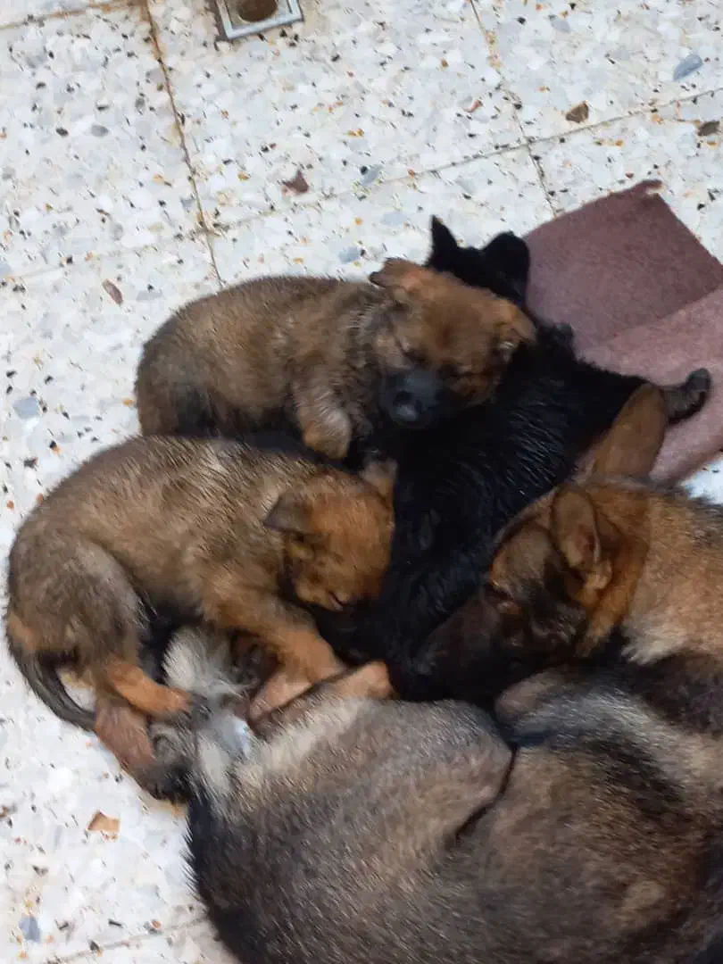 توله ژرمن ورک لاین سیبل|سگ|اشتهارد, |دیوار