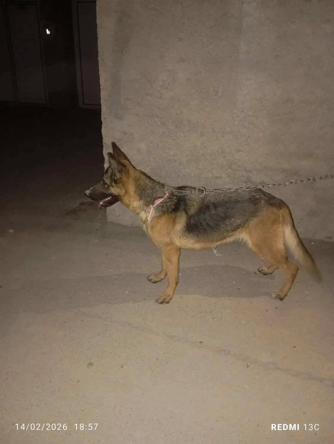 سگ چرمن ژپر|سگ|فیروزآباد (فارس), |دیوار