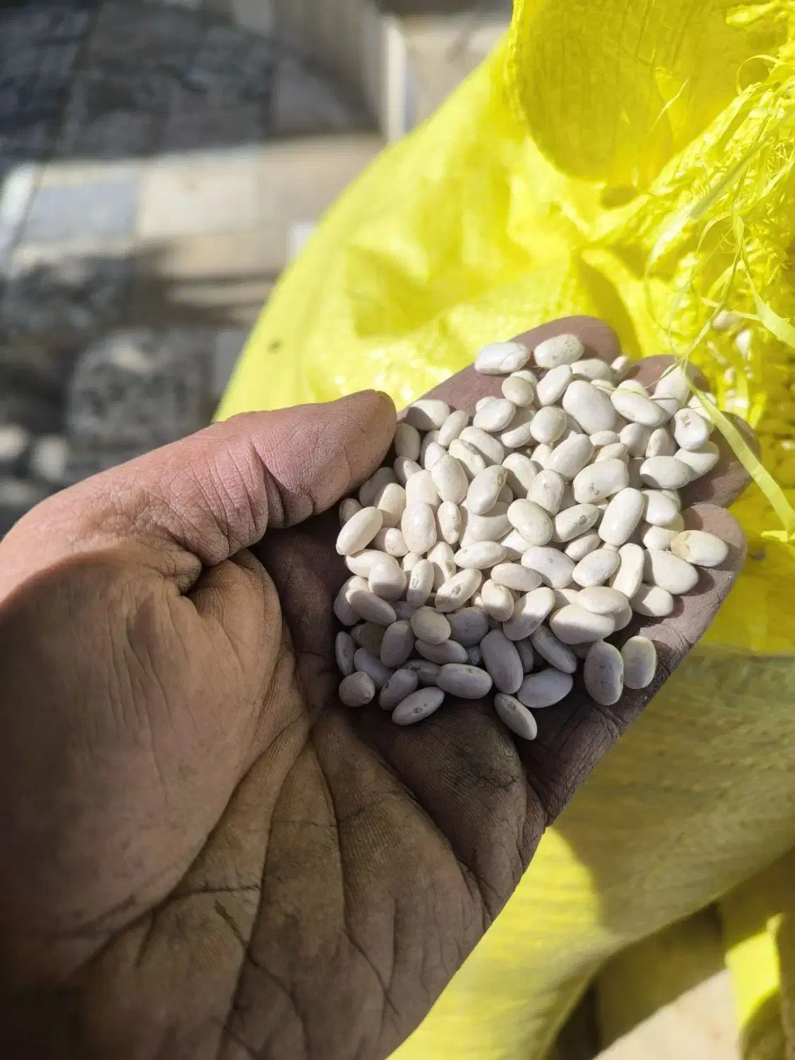 لوبیا سفید درجه یک ،بوجاری شده ،لیزر|خوردنی و آشامیدنی|نهاوند, |دیوار