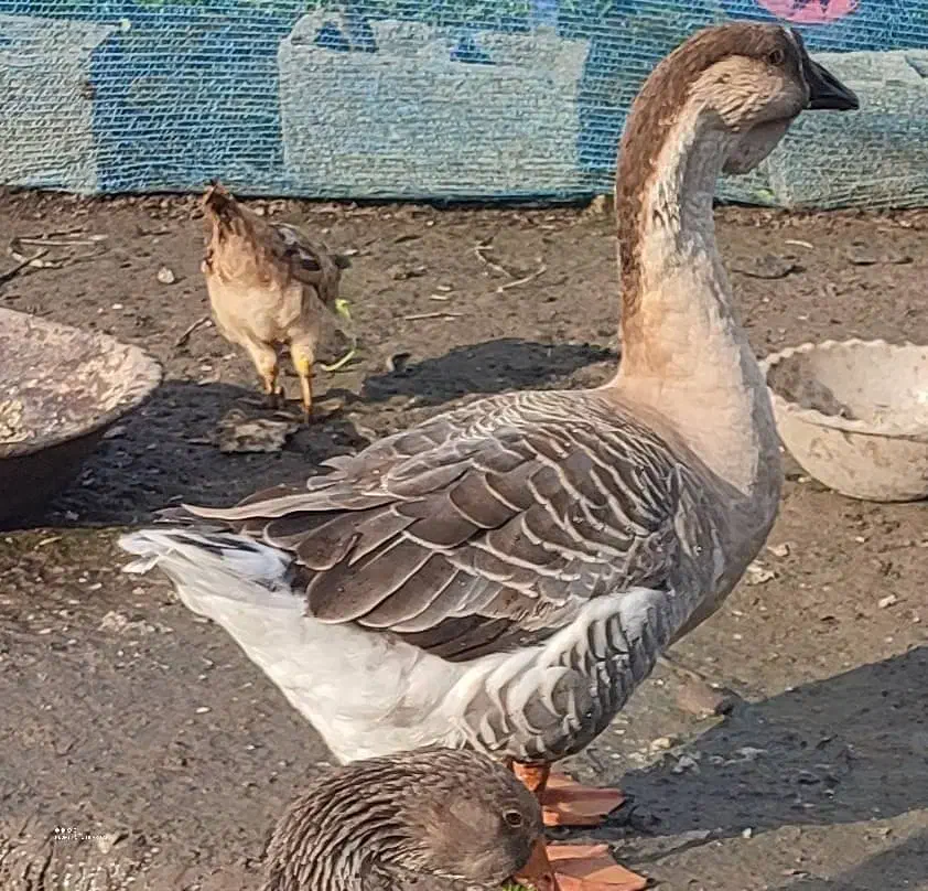 بغلمون و غاز و غو غاز|حیوانات مزرعه|رشت, آتشگاه|دیوار