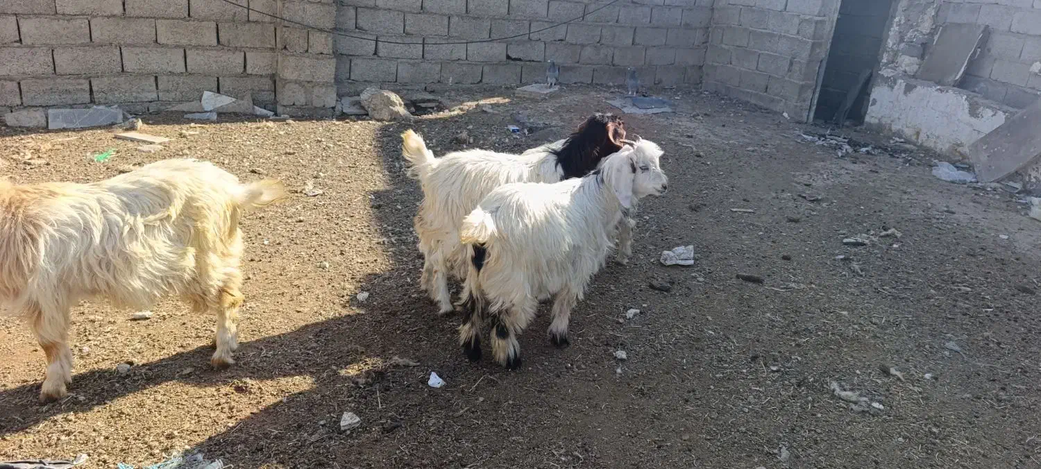 چپیش ماده برای نگهداری|حیوانات مزرعه|اردبیل, |دیوار