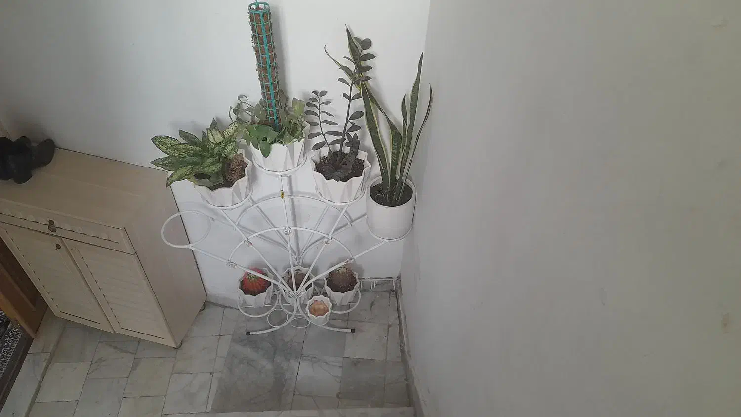 گل وگلدان وپایه گل|گل و گیاه طبیعی|مشهد, نوید|دیوار