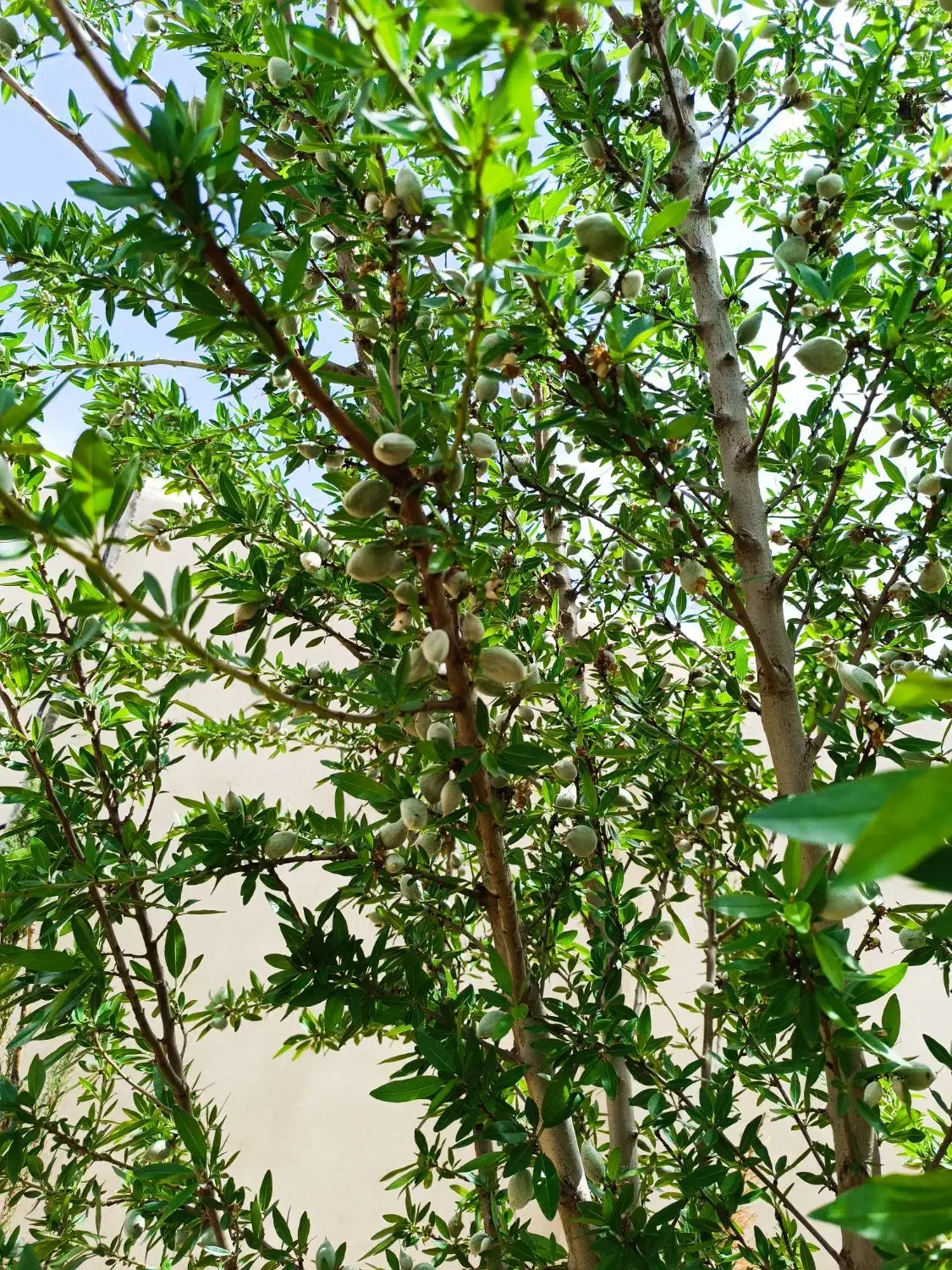 باغچه ۱۰۰۰متری|فروش خانه و ویلا|سیاخ دارنگون, |دیوار