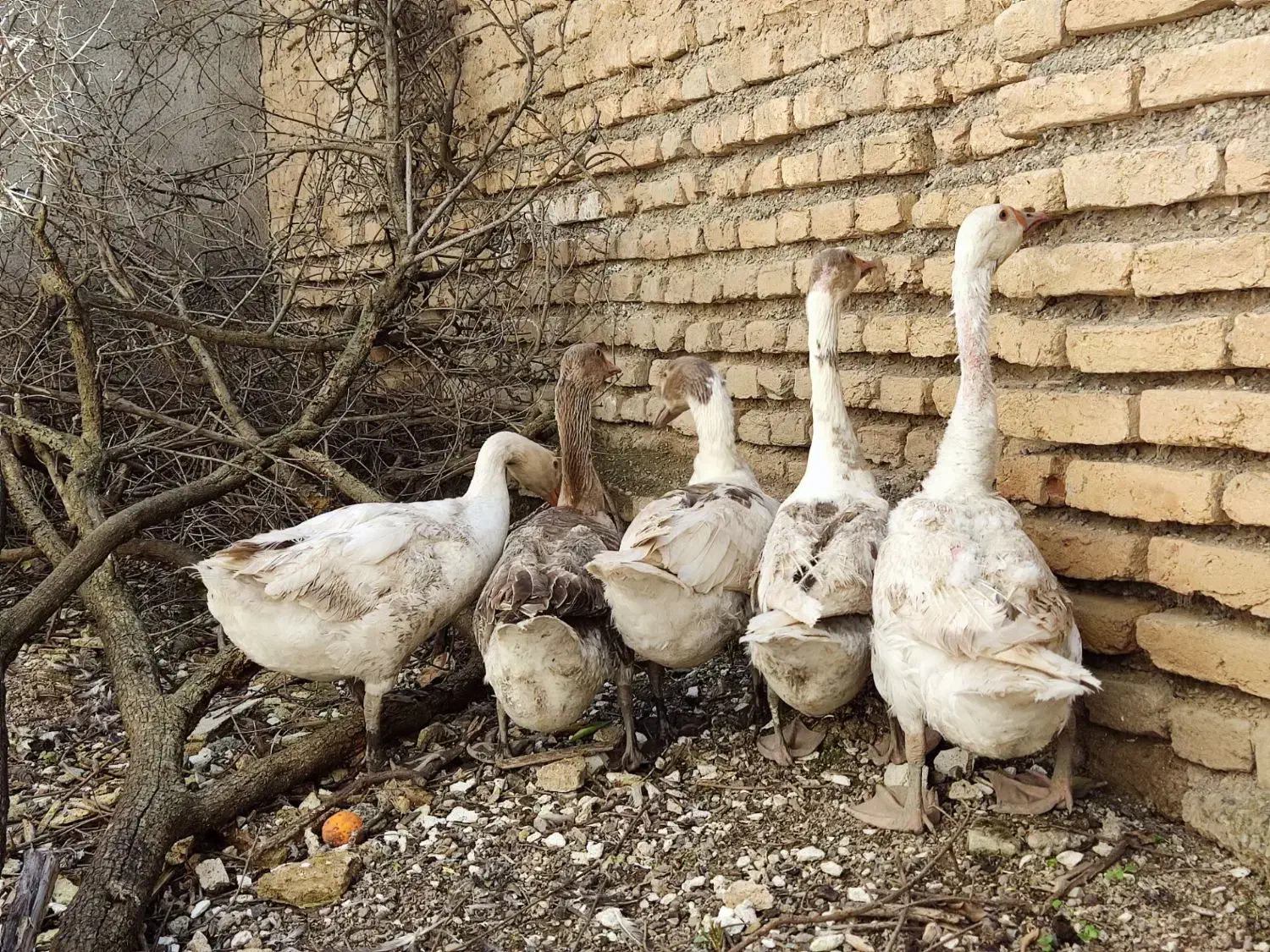 غاز|حیوانات مزرعه|آق قلا, |دیوار