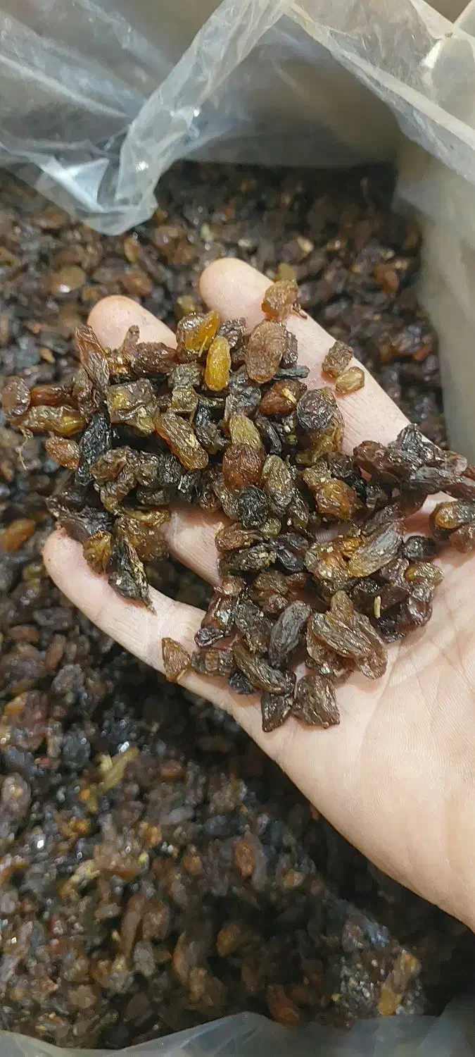 کشمش|خوردنی و آشامیدنی|مشهد, هنرور|دیوار