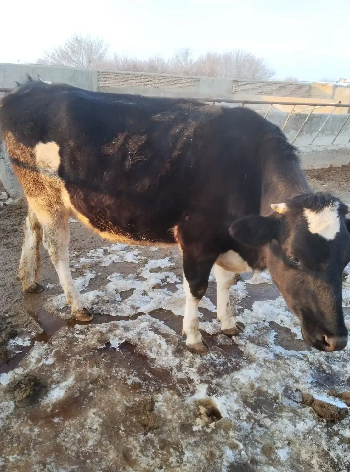 گاو|حیوانات مزرعه|قوچان, |دیوار