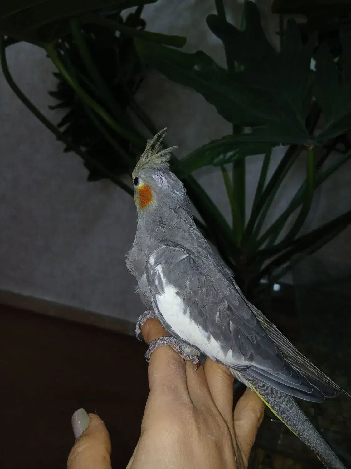 جوجه عروس هلندی|پرنده|اهواز, منبع اب|دیوار