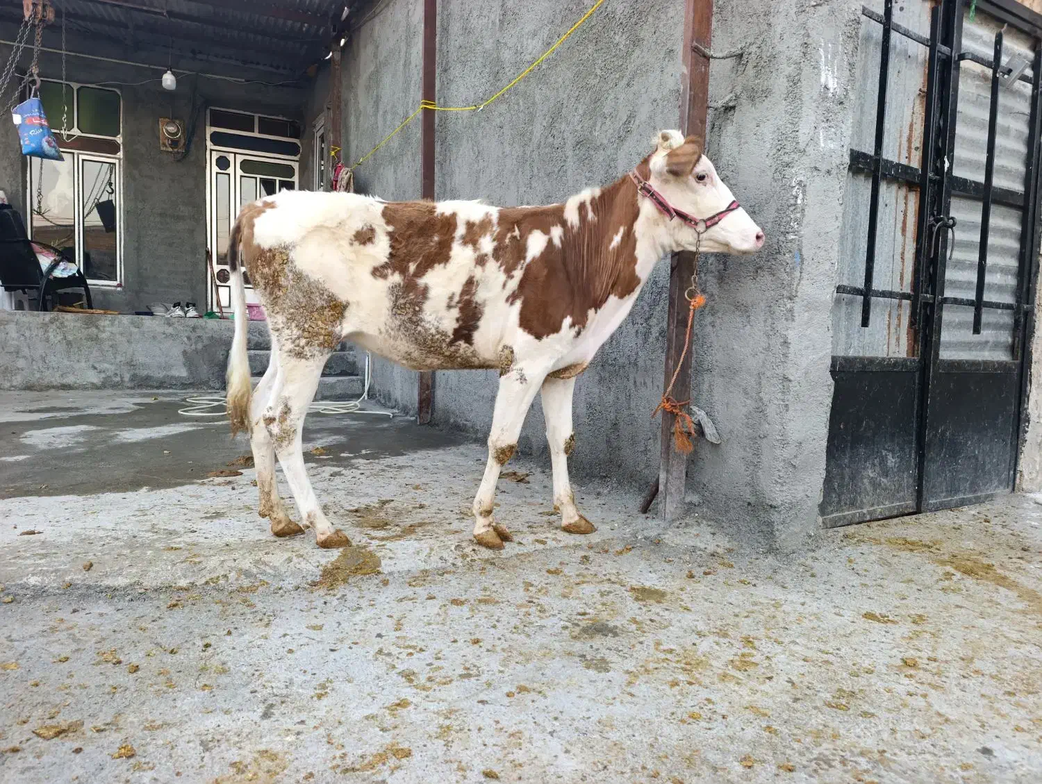 گوساله سیمینتال|حیوانات مزرعه|بیلوار, |دیوار