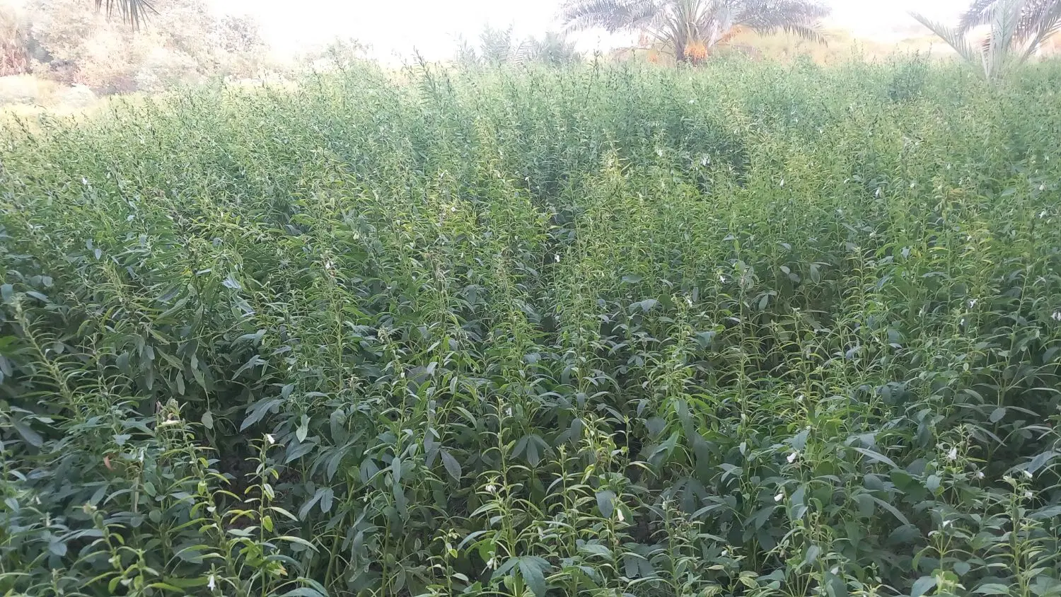 کنجد|خدمات باغبانی و درختکاری|رامهرمز, |دیوار