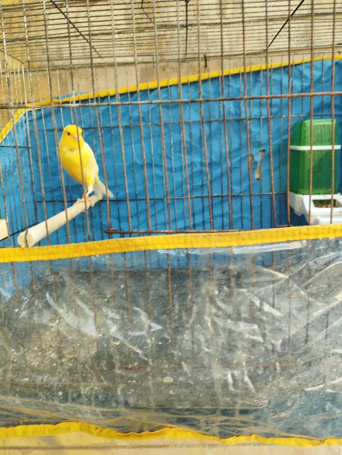 فروش|پرنده|بندرعباس, |دیوار