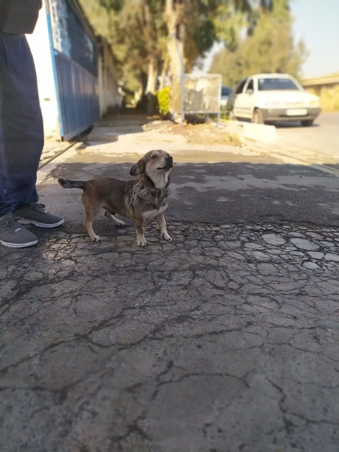 سگ پا کوتاه|سگ|آق قلا, |دیوار