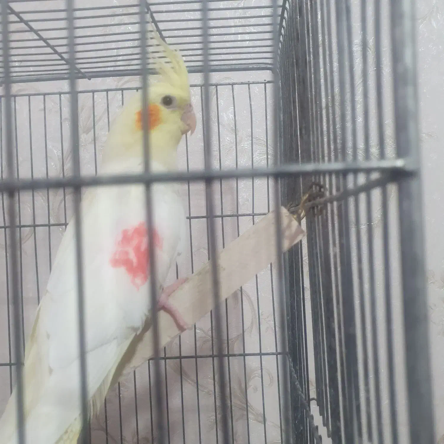 عروس هلندی|پرنده|مراغه, |دیوار