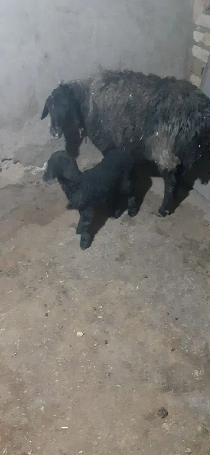 میش گوسفند|حیوانات مزرعه|فرمهین, |دیوار