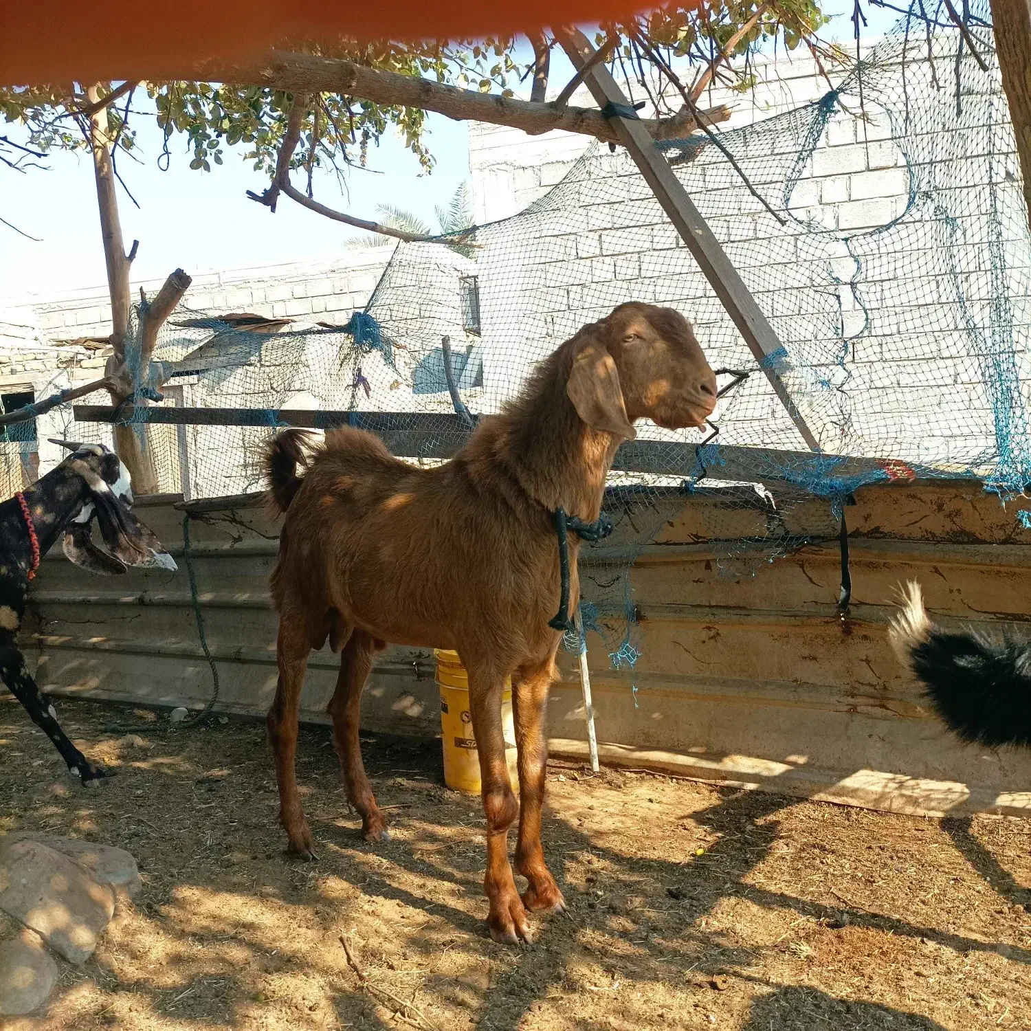 نری|حیوانات مزرعه|میناب, |دیوار