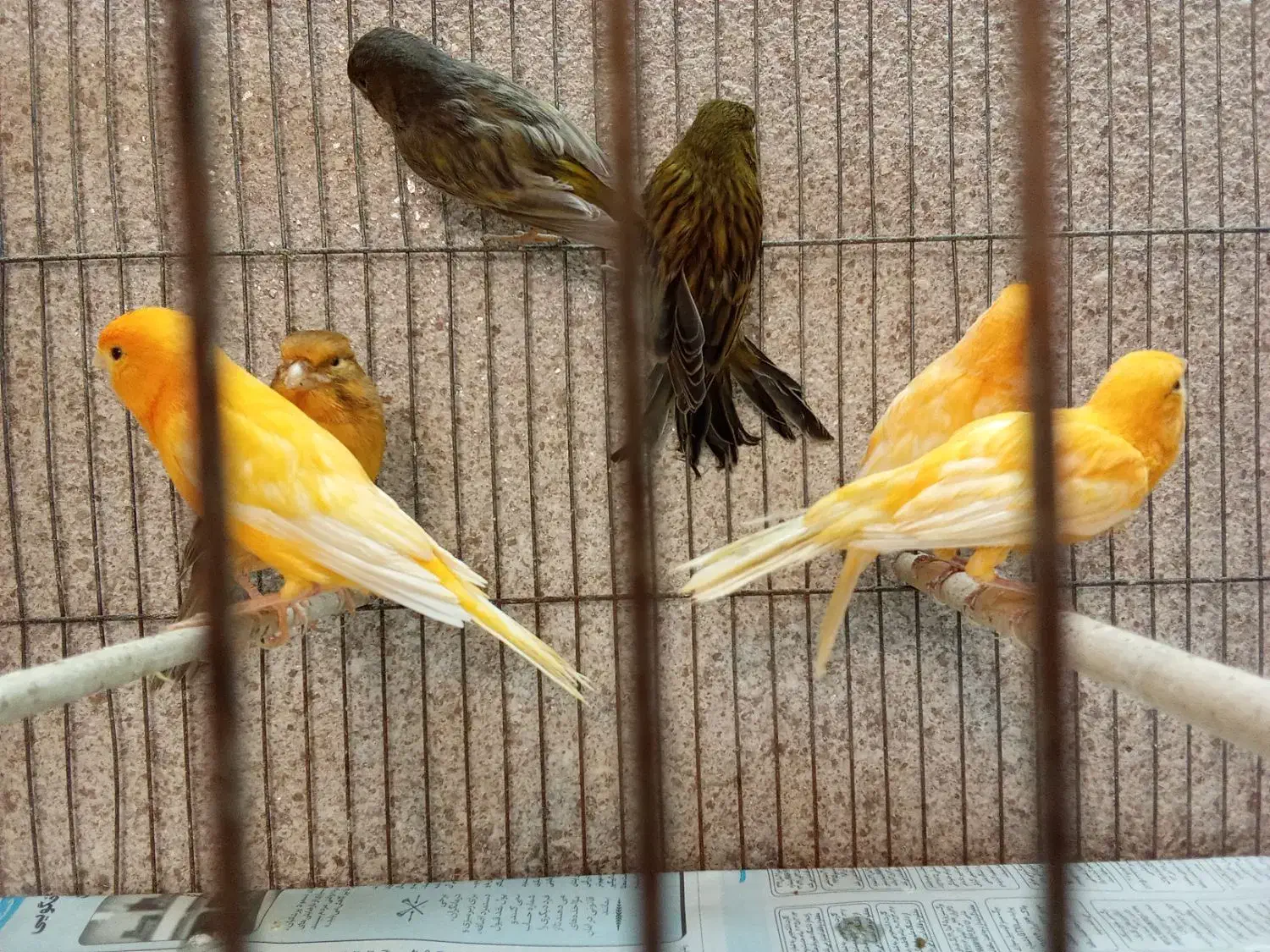 تعدادی قناری|پرنده|رودسر, |دیوار