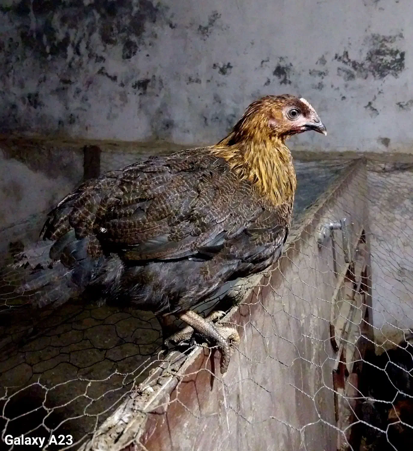 جوجه و نیمچه مرغ و خروس محلی|حیوانات مزرعه|آمل, |دیوار