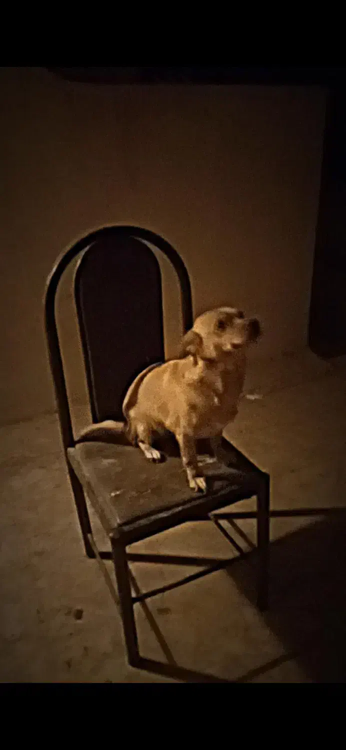 سگ آروم|سگ|قم, آزادگان|دیوار