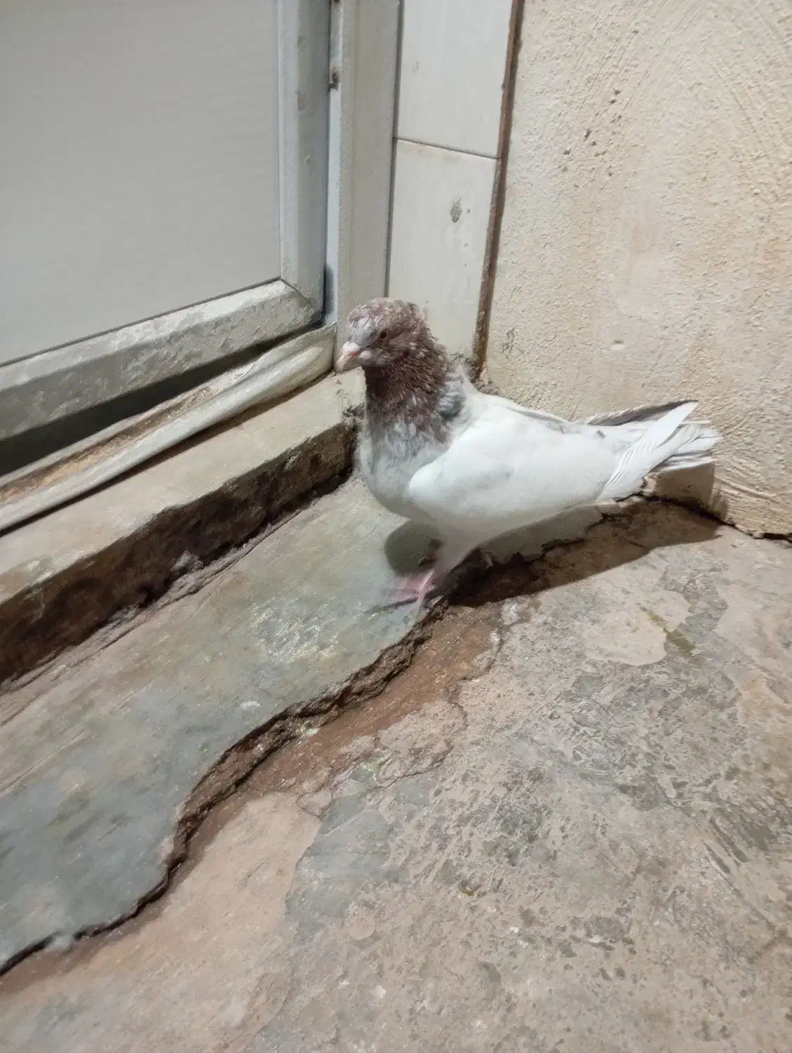 کبوتر|پرنده|مسجد سلیمان, |دیوار