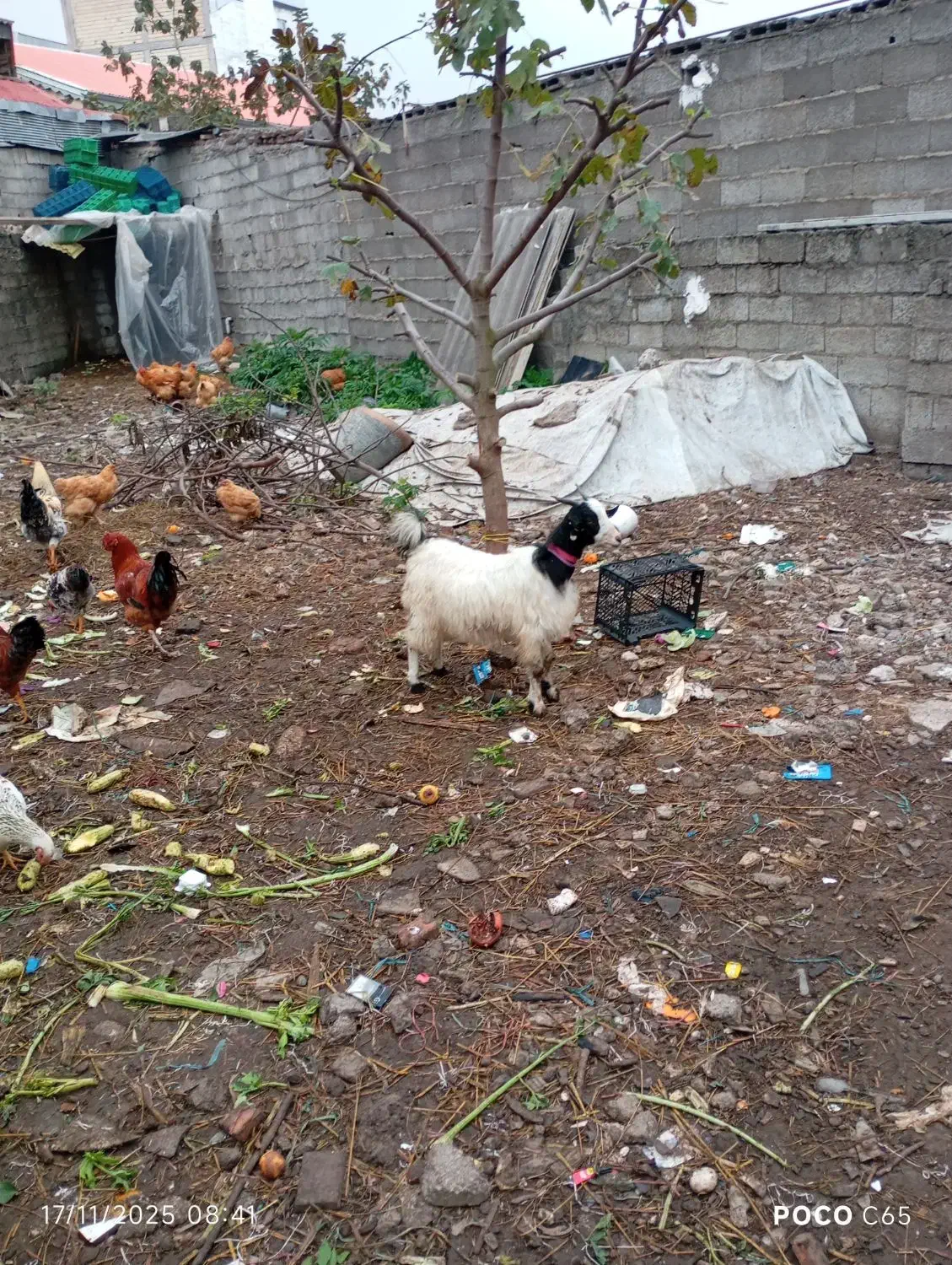 حیوانات محلی|حیوانات مزرعه|رشت, کوی حسینی|دیوار