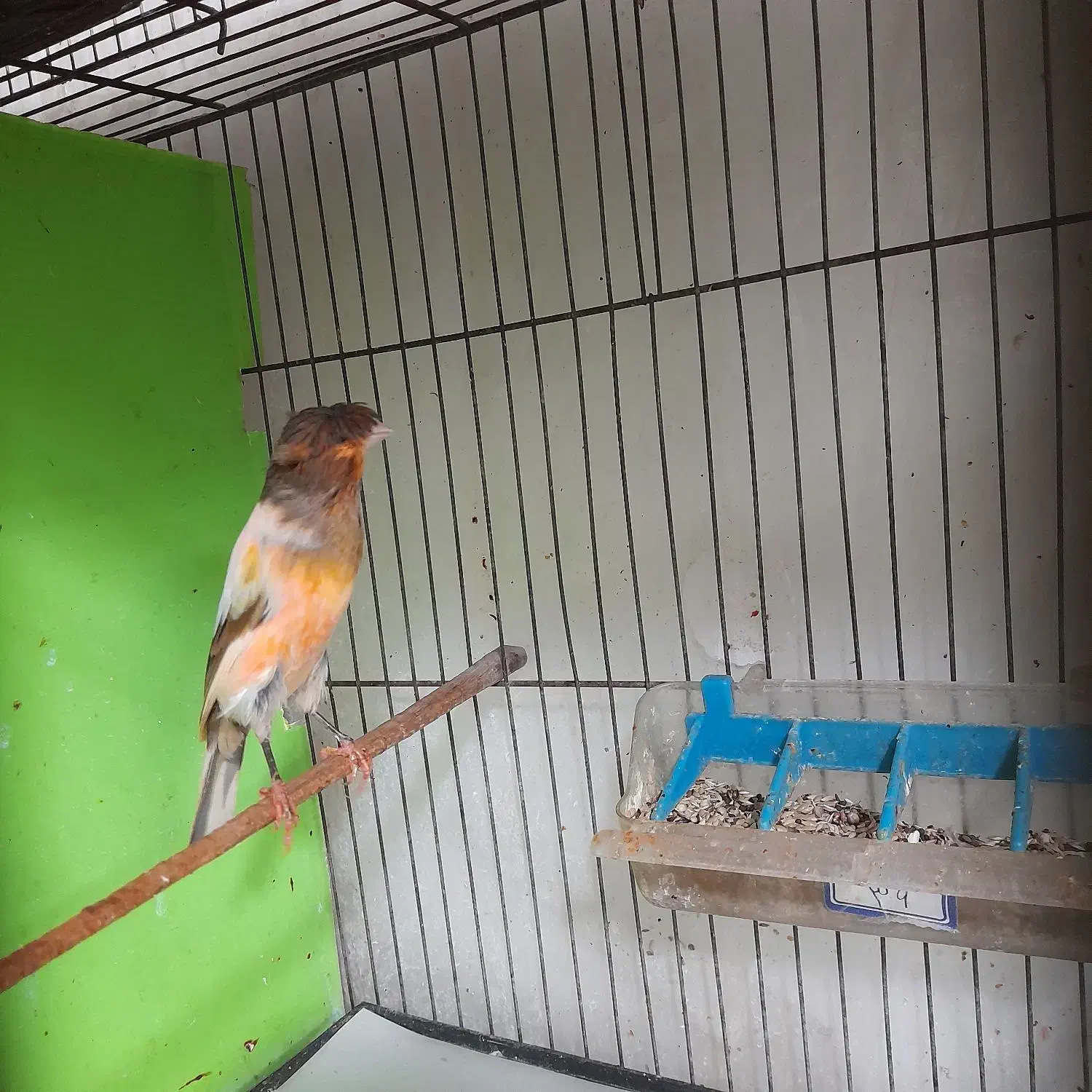 قناری رو جوجه|پرنده|قائمشهر, |دیوار