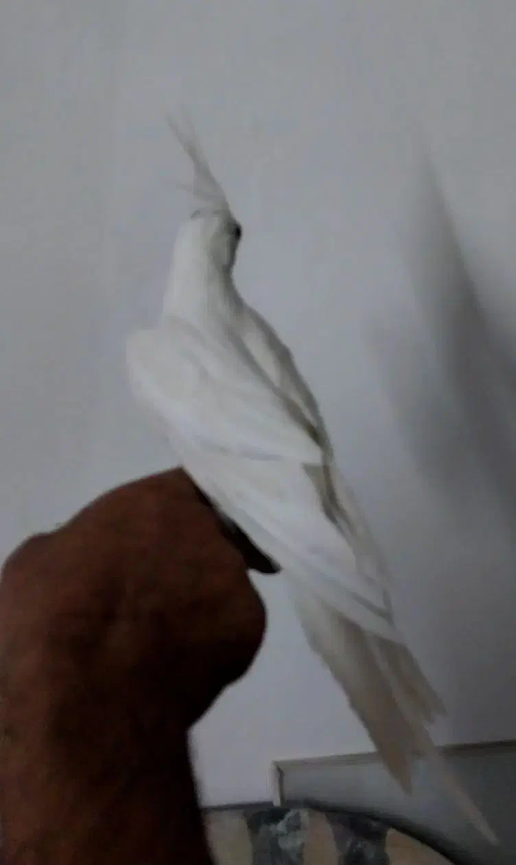 عروس هلندی آلبینو|پرنده|خمینی‌شهر, |دیوار