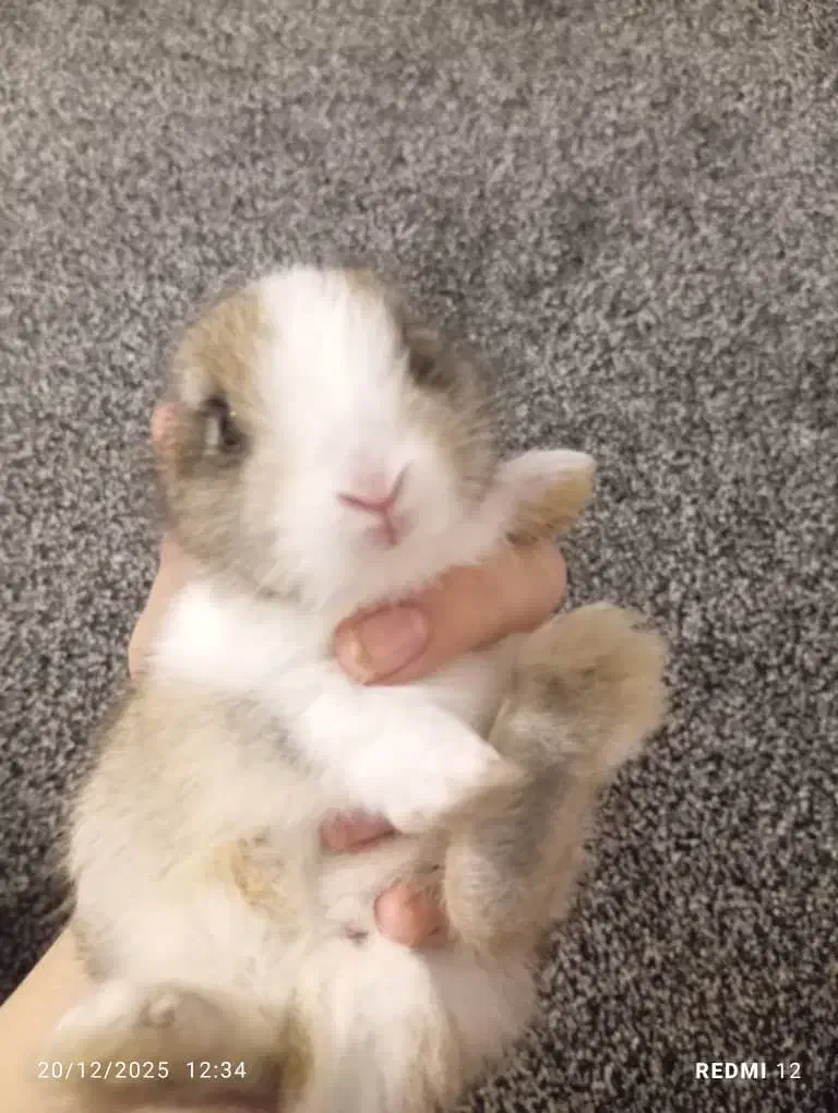 خرگوش|موش و خرگوش|بوشهر, |دیوار