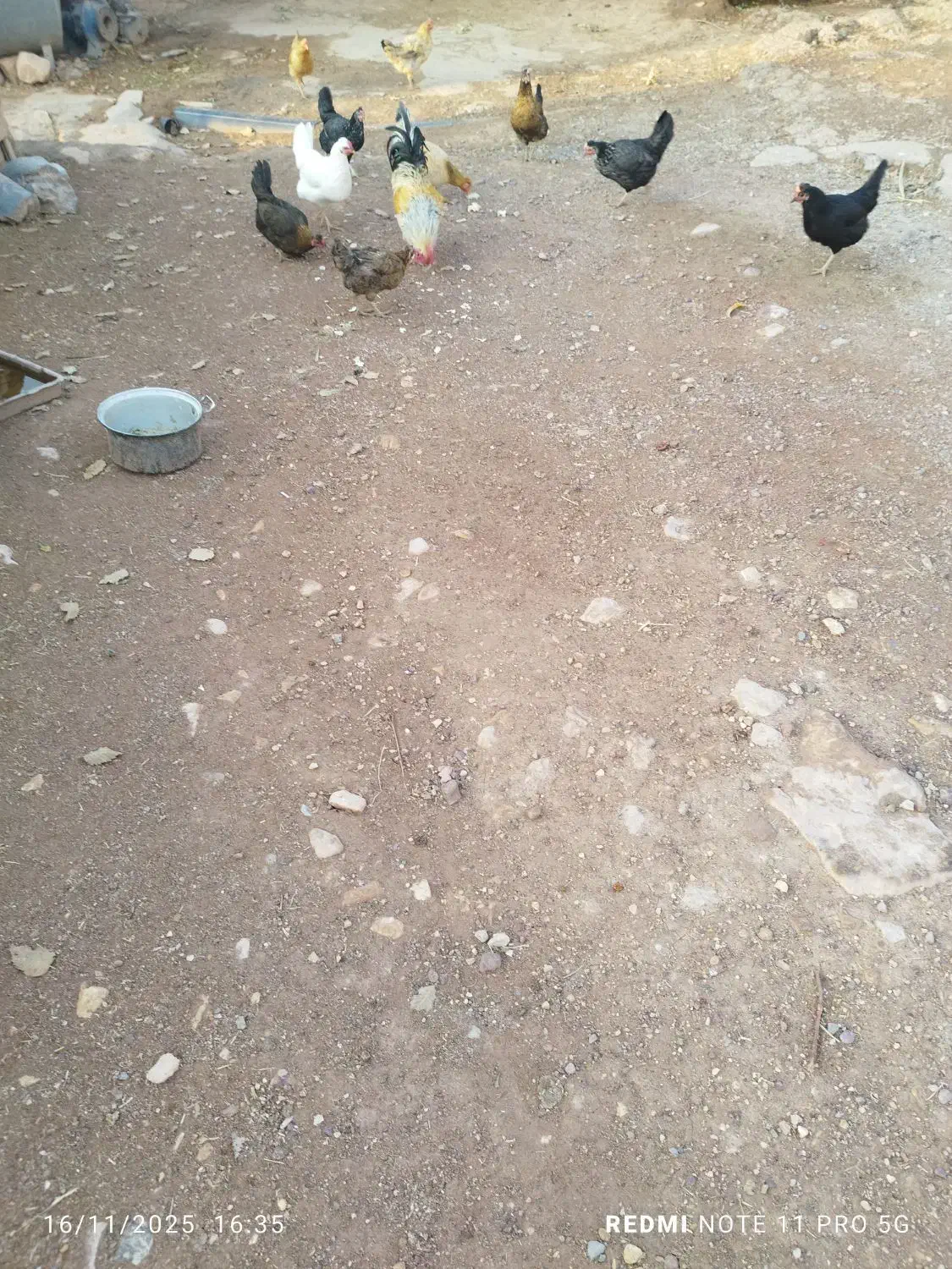 ده مرغ و محلی با یه دونه خروس|حیوانات مزرعه|کوهدشت, |دیوار