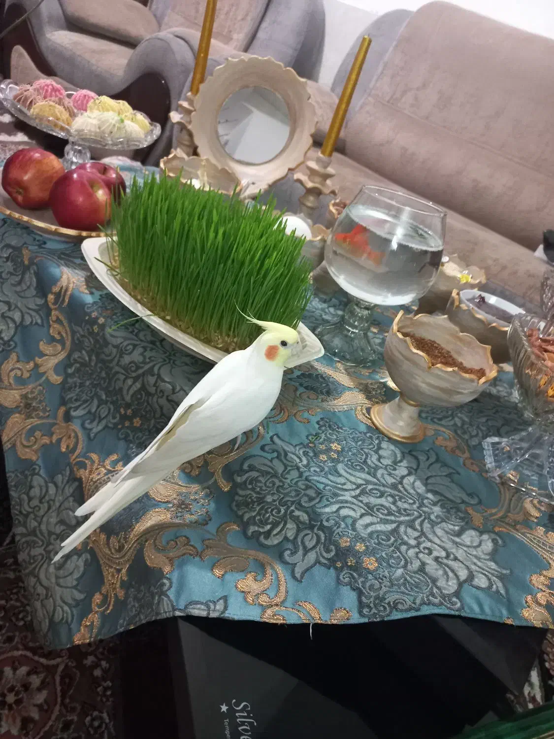 گمشده ، مژدگانی|حیوانات|شیراز, شهرک صدا و سیما|دیوار