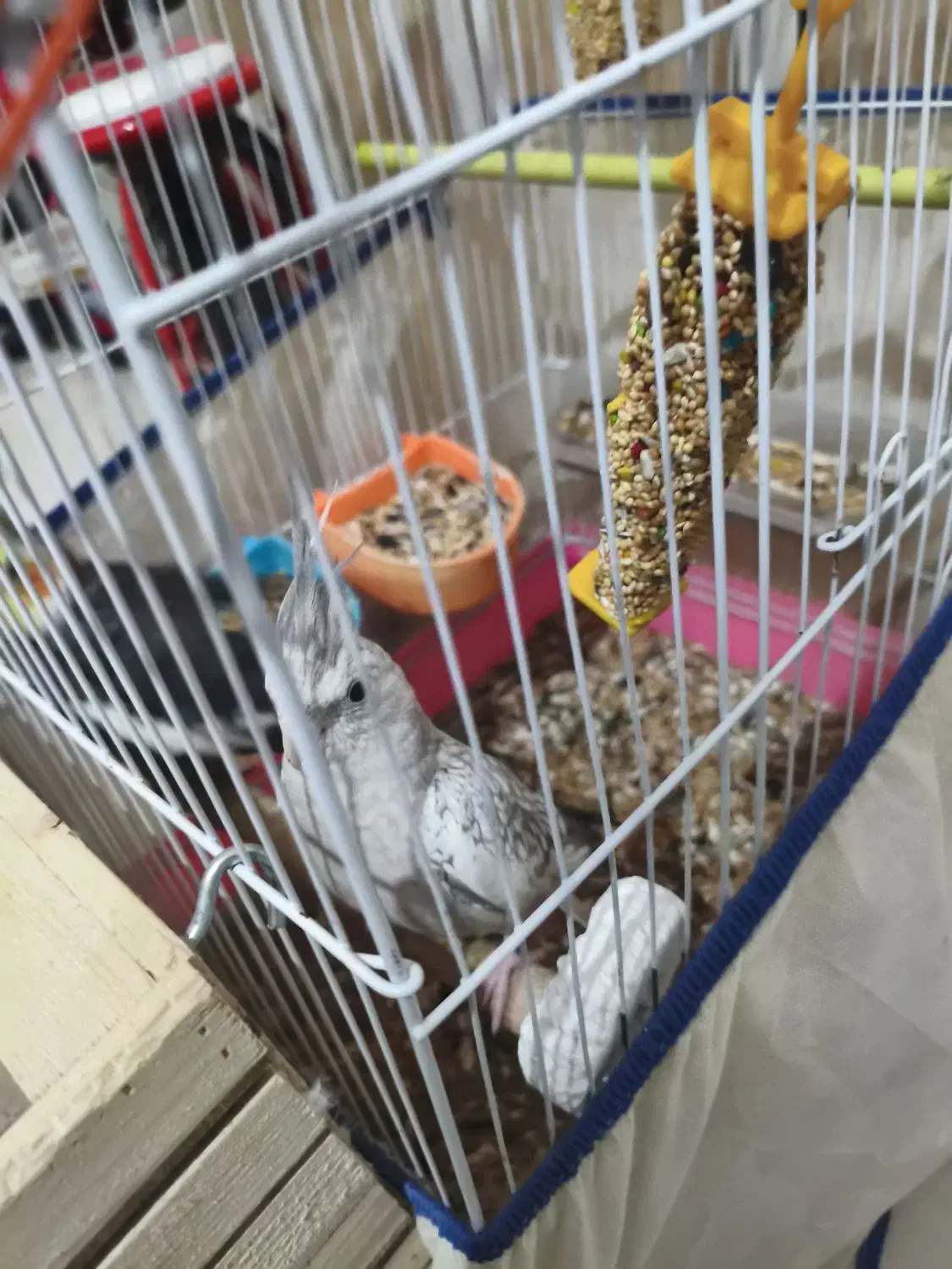 عروس هلندی جفت با قفس|پرنده|بندرعباس, |دیوار