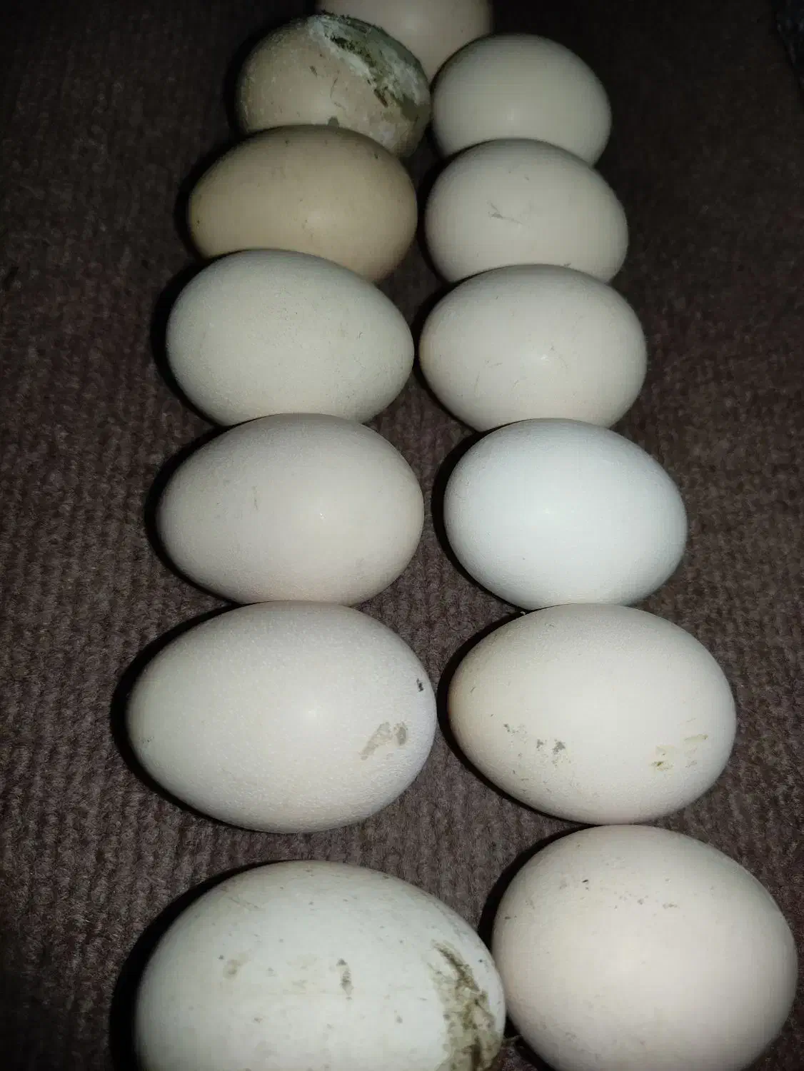 تخم نطفه دار|حیوانات مزرعه|گنبد کاووس, |دیوار