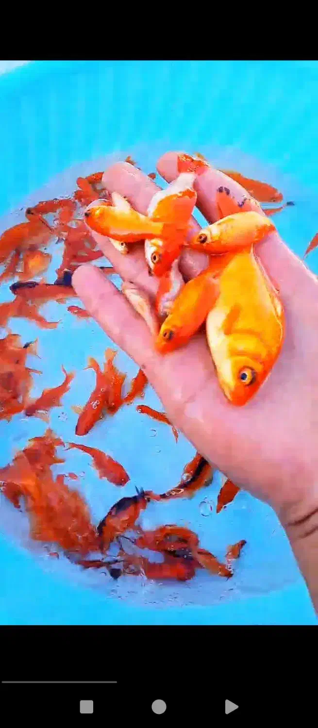 ماهی عید|ماهی|چناران, |دیوار