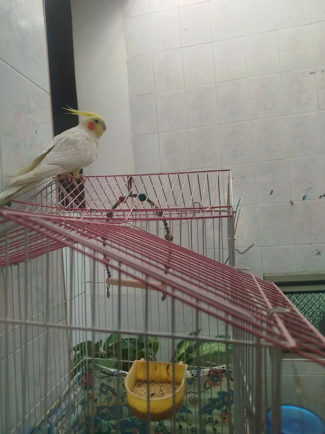 لوتینونر دستی سخنگو|پرنده|میبد, |دیوار