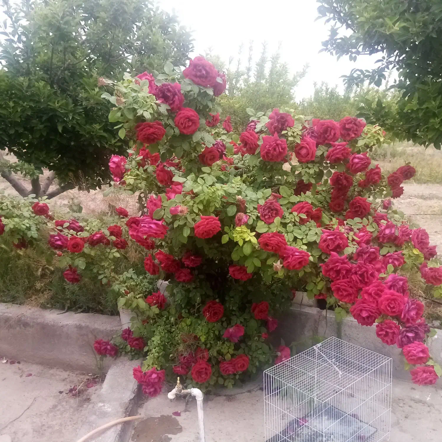 بومگردی واقامتی دهکده کلاته|اجارهٔ کوتاه‌مدت ویلا و باغ|گلبهار, نوبهار|دیوار