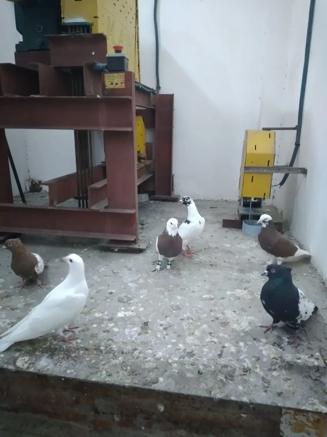 فروش|پرنده|گنبد کاووس, |دیوار