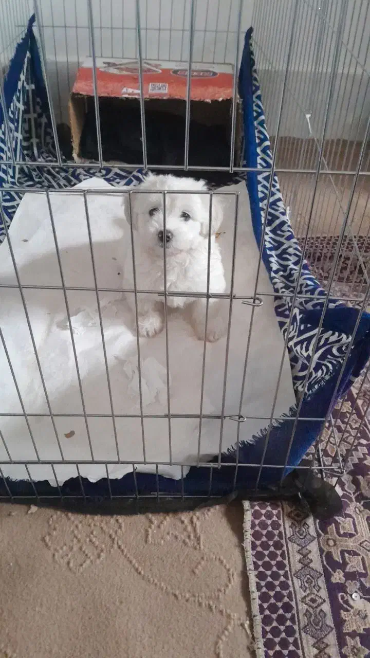 سگ پاکوتاه|سگ|قم, جمکران|دیوار