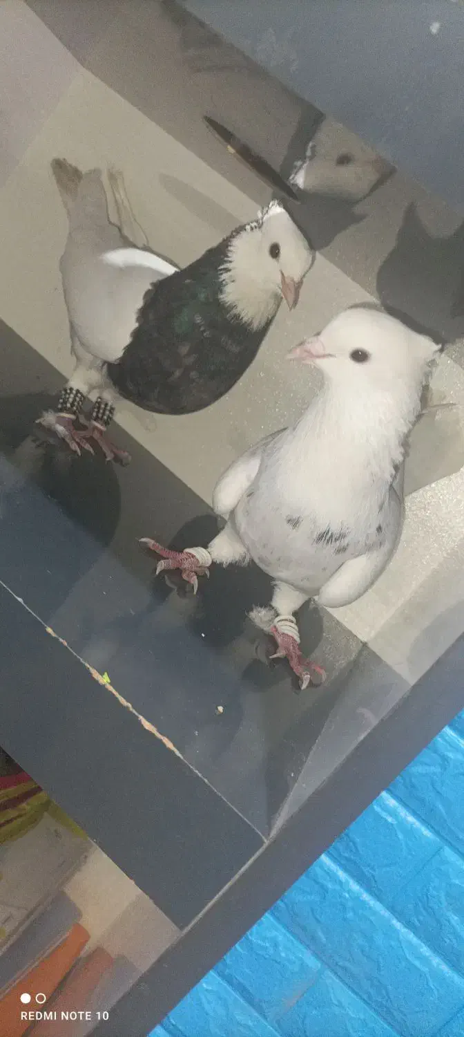 ی جفت طوقی الماسی و زرین|پرنده|چابهار, |دیوار