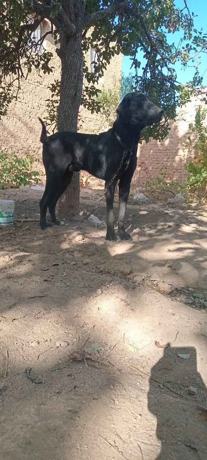 سگ المانی. گریت دین|سگ|تویسرکان, |دیوار