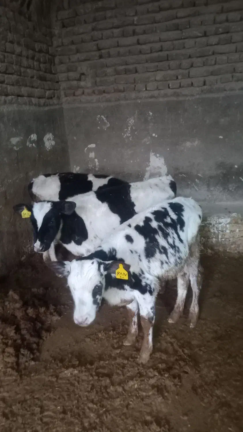 گوساله نر هلشتاین ۱۰۰ روزه از شیر برگشته|حیوانات مزرعه|دشتابی, |دیوار
