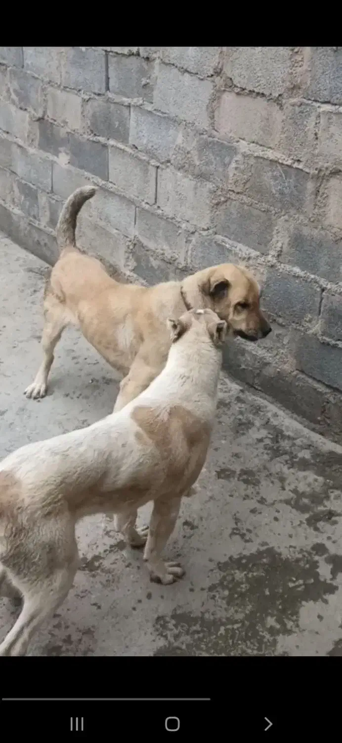 سگ ماده|سگ|سملقان, |دیوار