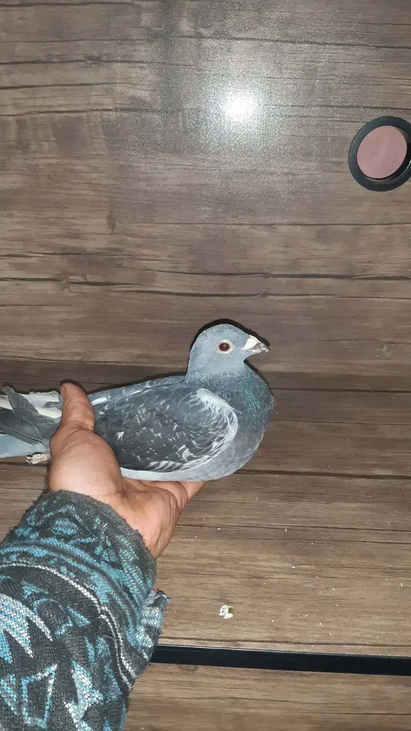 کفتر.پلاکی|پرنده|قدس, شهرقدس|دیوار