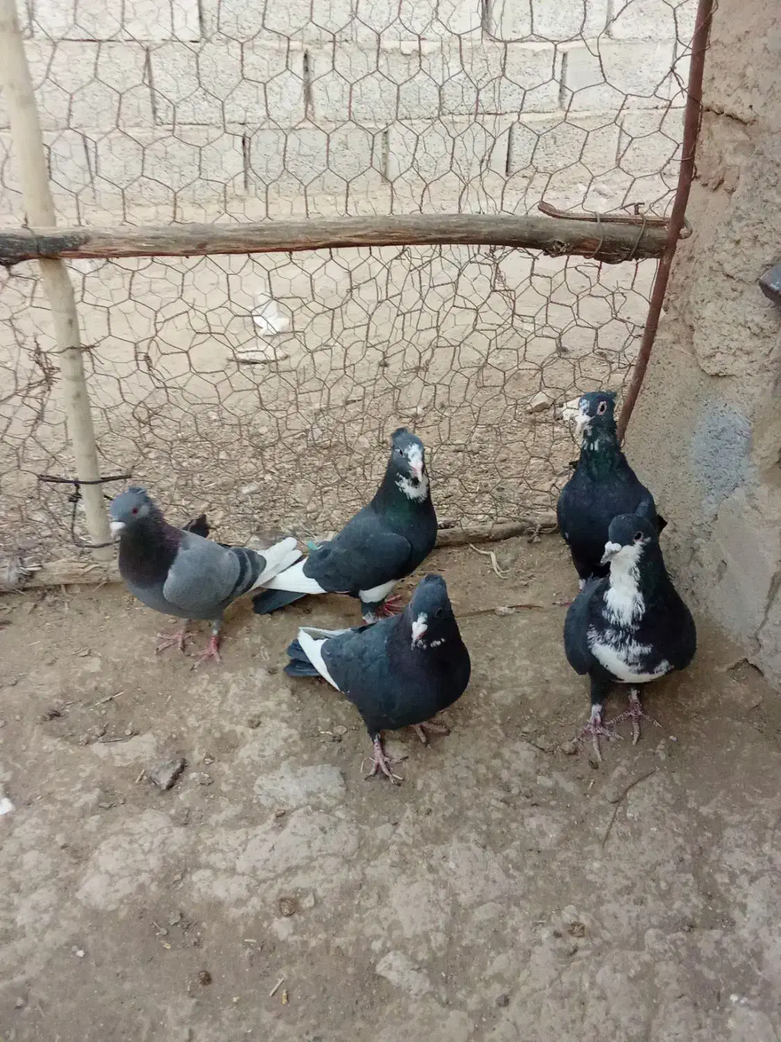 چهارتا نر پلنگ با ی نر سیا رسمی|پرنده|بافت, |دیوار