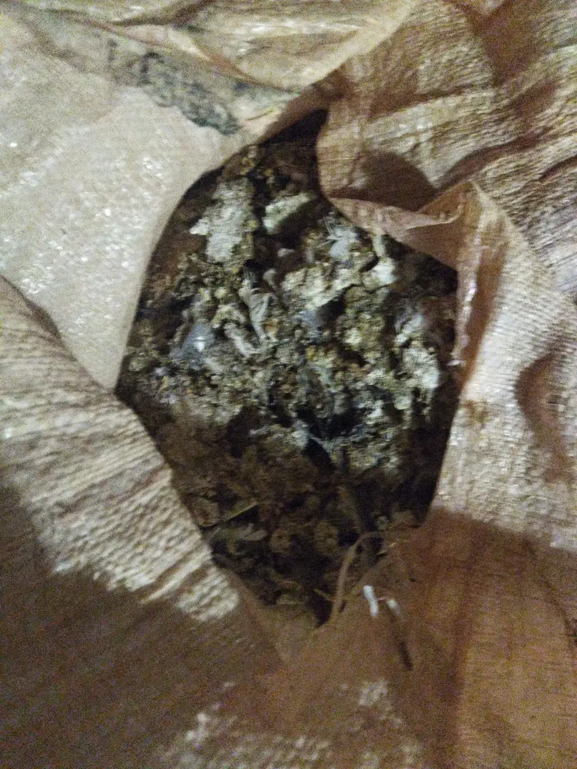 کود کفتر|لوازم جانبی حیوانات|سیرجان, |دیوار