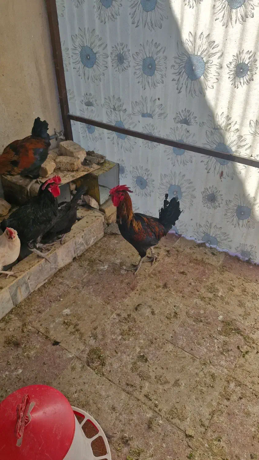 خروس محلی اصل|حیوانات مزرعه|کازرون, |دیوار