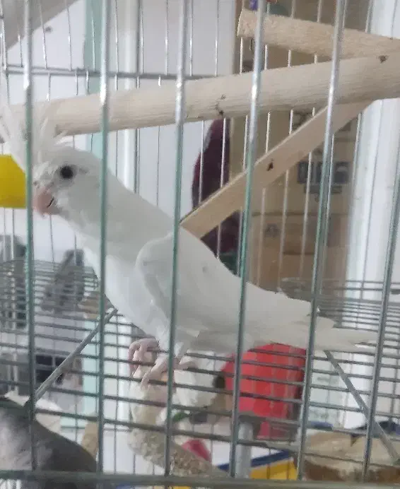 عروس هلندی آلبینو|پرنده|خرم‌آباد, |دیوار